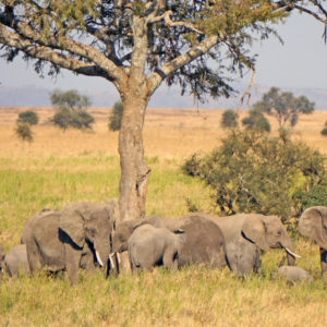 Tarangire National Park