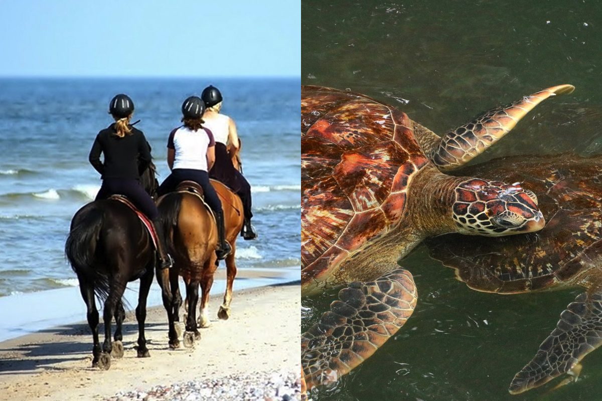 Horse back riding Nungwi and Nungwi turtle aquarium