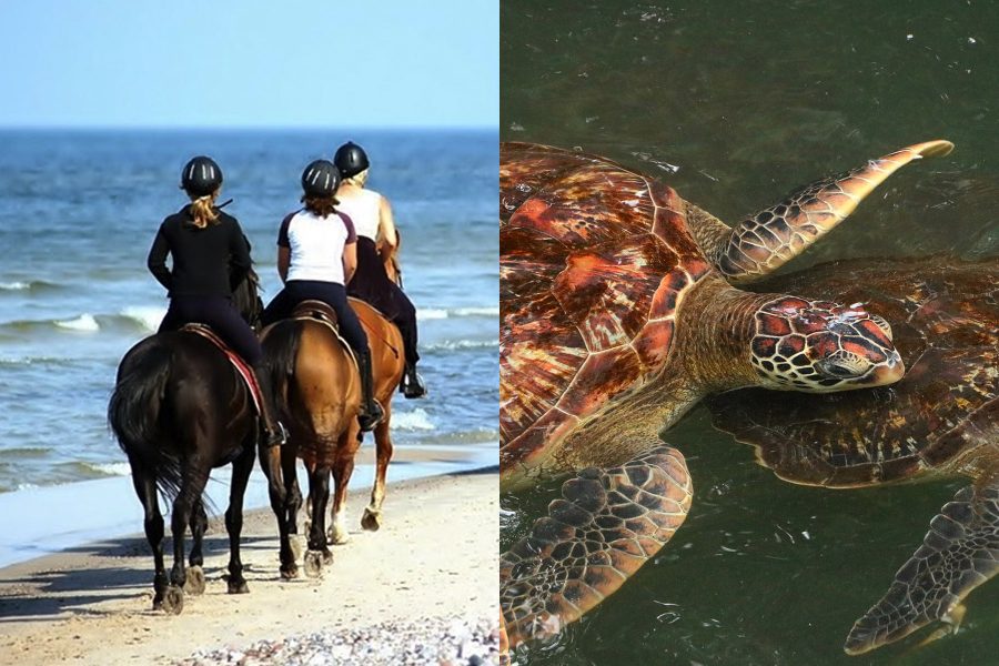 Horse back riding Nungwi (morning beach ride 90 min.) and Nungwi turtle aquarium.