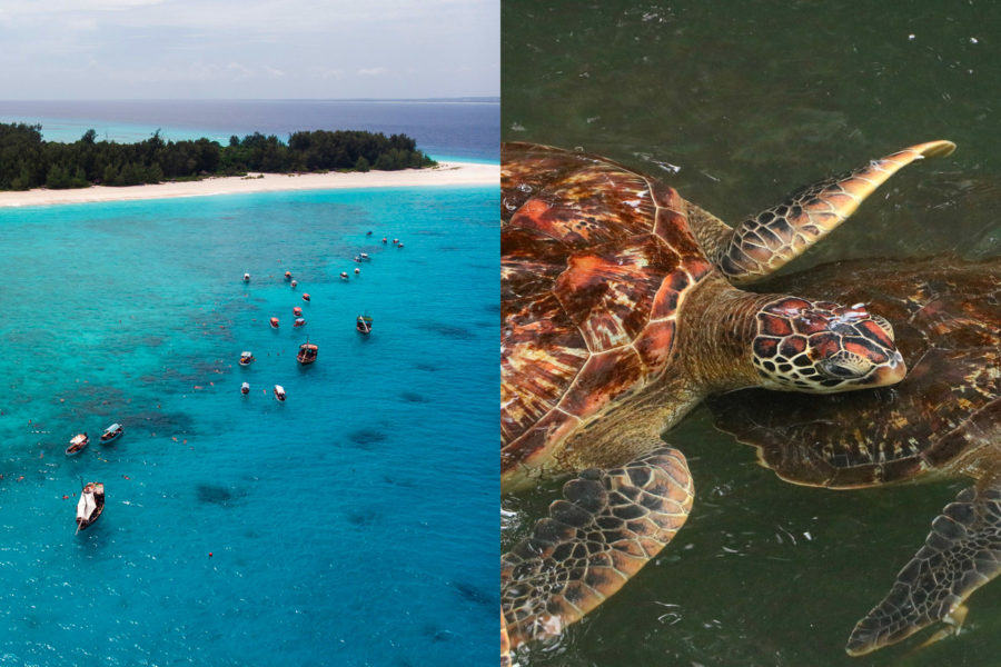 Mnemba snorkelling and Nungwi turtle Aquarium 900x600 1