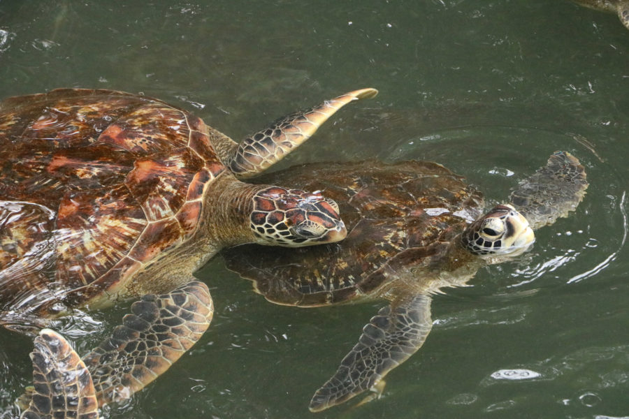 Nungwi Turtle Aquarium