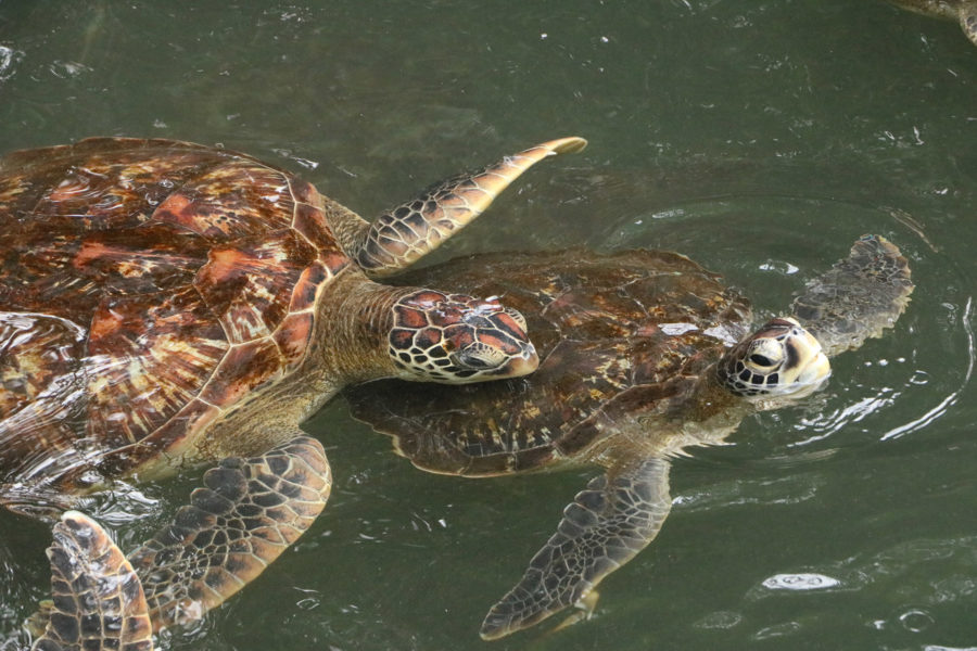 Nungwi Turtle Aquarium 900x600 1