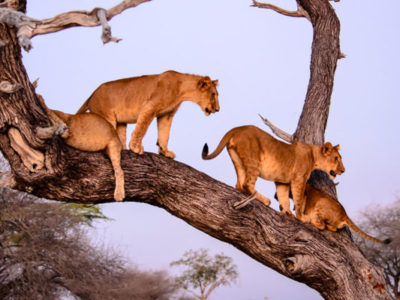 PARK-LAKE-MANYARA-NATIONAL-PARK-600x400