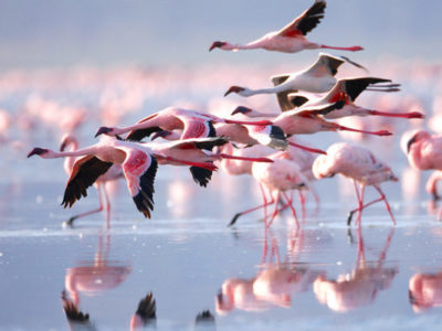 PARK-LAKE-NATRON-NATIONAL-PARK-600x400