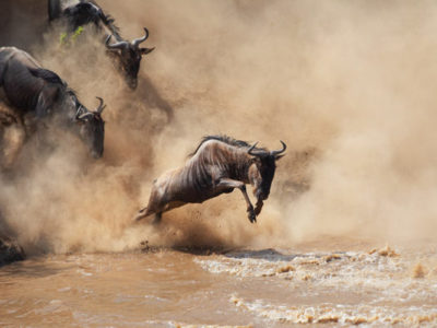 PARK-SERENGETI-NATIONAL-PARK-NORTHERN-AREA-MARA-RIVER-600x400