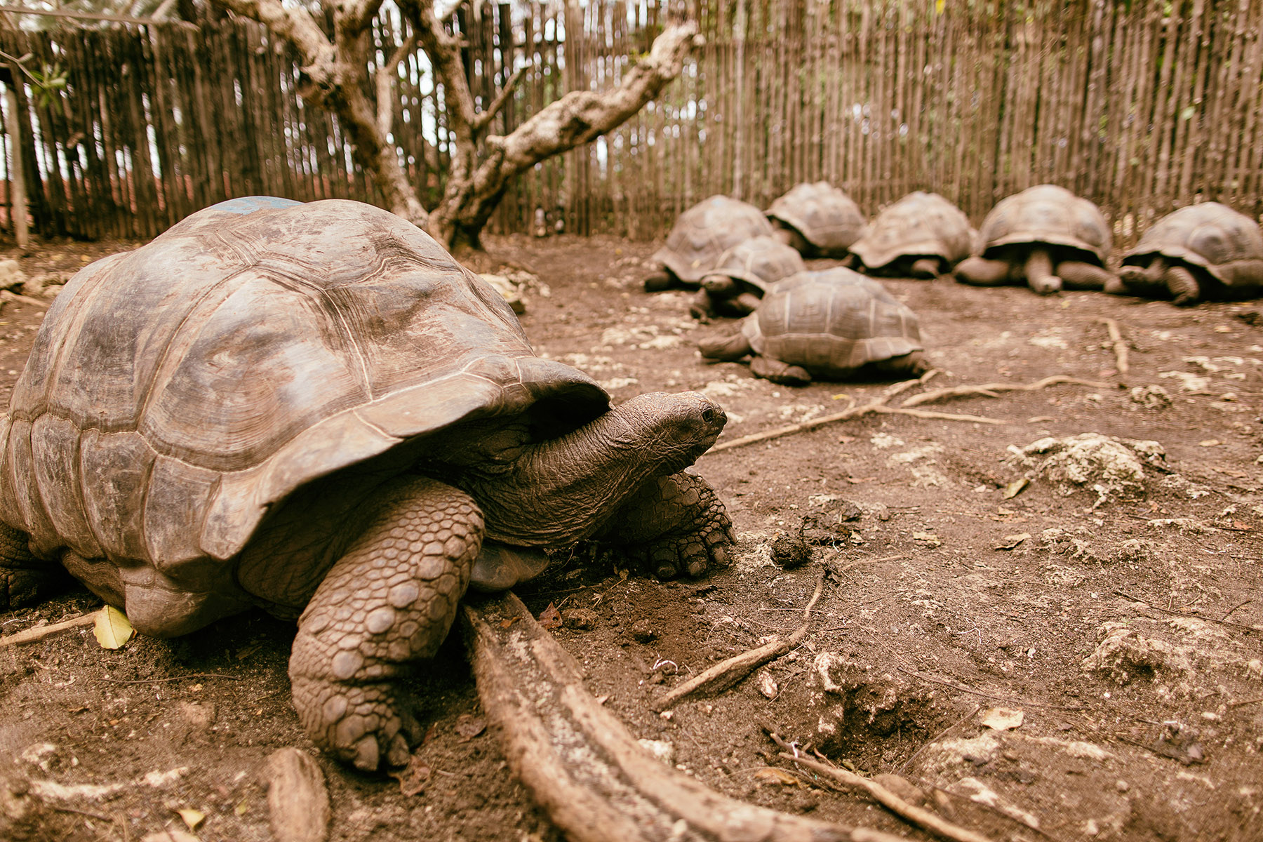 An,Aldabra,Giant,Tortoise,Looks,Out,From,Its,Shell,On Prison Island Zanzibar