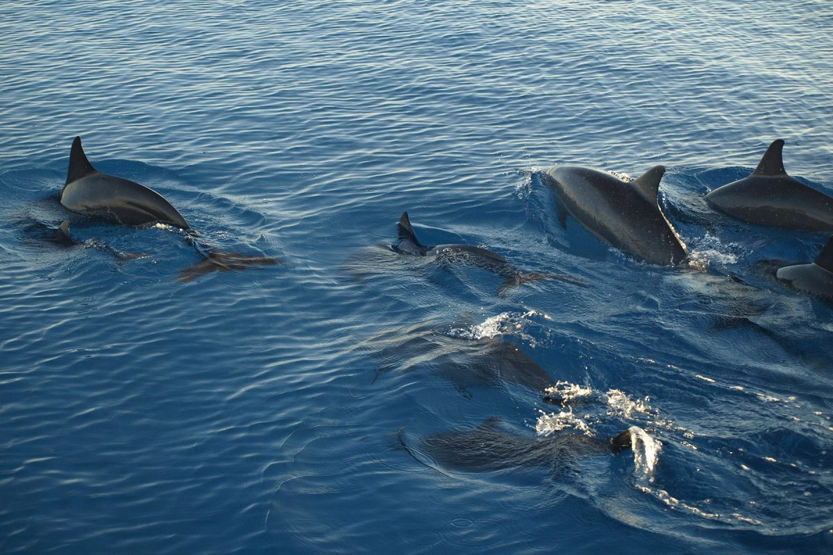Zanzibar Dolphin Adventure