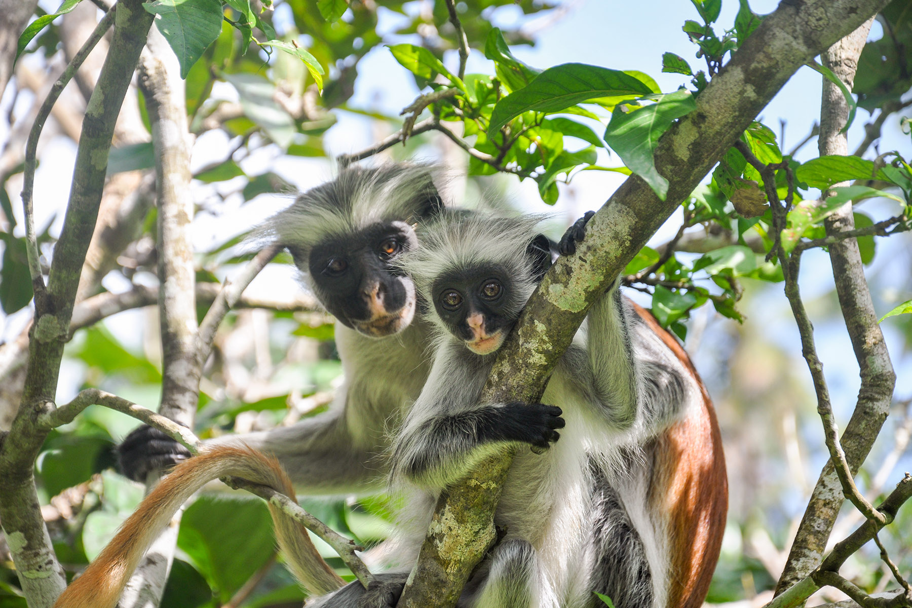 Zanzibar Jozani Forest