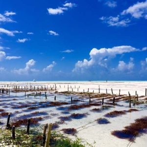 beach ocean and jetty reef beach resort 18 50197640828 o