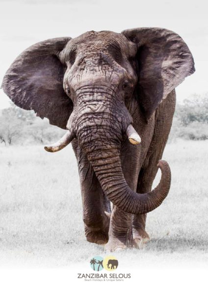 brouche selous vf pdf