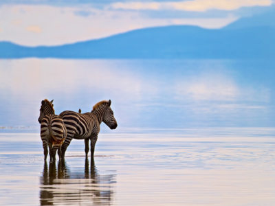 Two,Zebras,In,Lake,Manyara