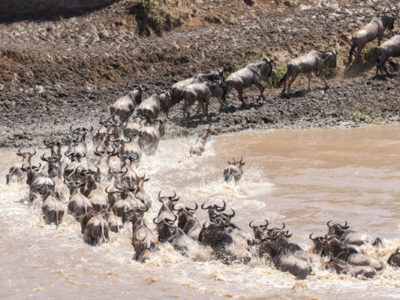 serengeti great migration