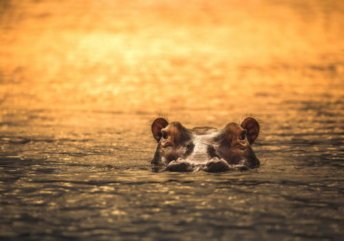 Zanzibar & Selous / Nyerere NP